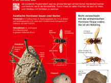 Asiatische Hornisse melden